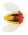 Спиннербэйты фирмы yakima bait. Расцветка MGLD